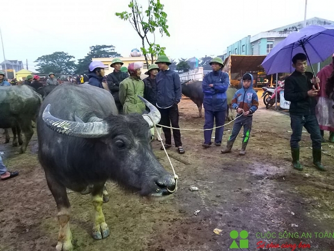 cuoi nam ghe phien cho trau bo lon nhat bac trung bo