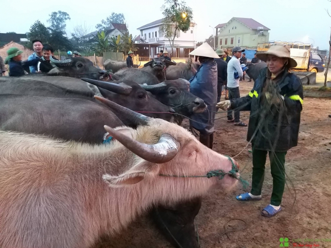 cuoi nam ghe phien cho trau bo lon nhat bac trung bo