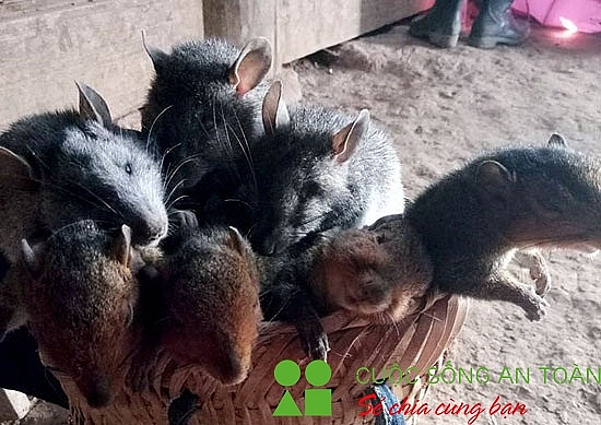 Xuân về theo chân những người dân bản địa đi săn "chuột rừng" xuan ve theo chan nhung nguoi dan ban dia di san chuot rung