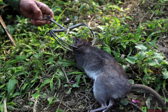 Xuân về theo chân những người dân bản địa đi săn "chuột rừng" xuan ve theo chan nhung nguoi dan ban dia di san chuot rung