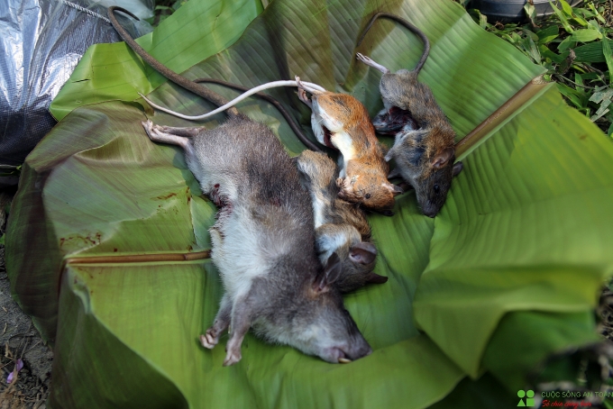 Xuân về theo chân những người dân bản địa đi săn "chuột rừng" xuan ve theo chan nhung nguoi dan ban dia di san chuot rung