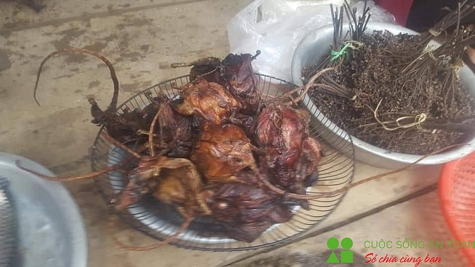 Xuân về theo chân những người dân bản địa đi săn "chuột rừng" xuan ve theo chan nhung nguoi dan ban dia di san chuot rung