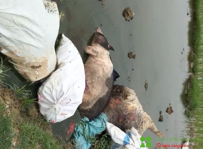 Hãi hùng lợn chết bốc mùi hôi thối nằm la liệt giữa đồng hai hung lon chet boc mui hoi thoi nam la liet giua dong