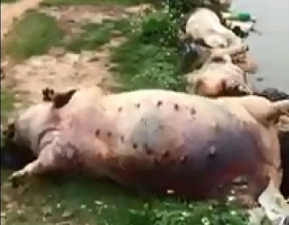 Hãi hùng lợn chết bốc mùi hôi thối nằm la liệt giữa đồng hai hung lon chet boc mui hoi thoi nam la liet giua dong