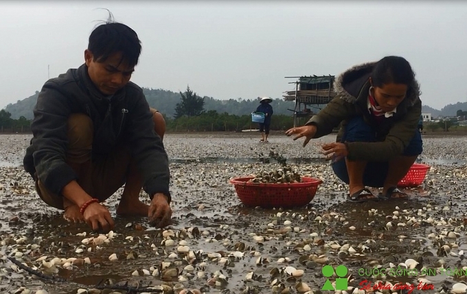 Nghệ An: Ngao chết la liệt, người nuôi thiệt hại hàng tỷ đồng nghe an ngao chet la liet nguoi nuoi thiet hai hang ty dong