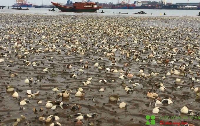 Nghệ An: Ngao chết la liệt, người nuôi thiệt hại hàng tỷ đồng nghe an ngao chet la liet nguoi nuoi thiet hai hang ty dong