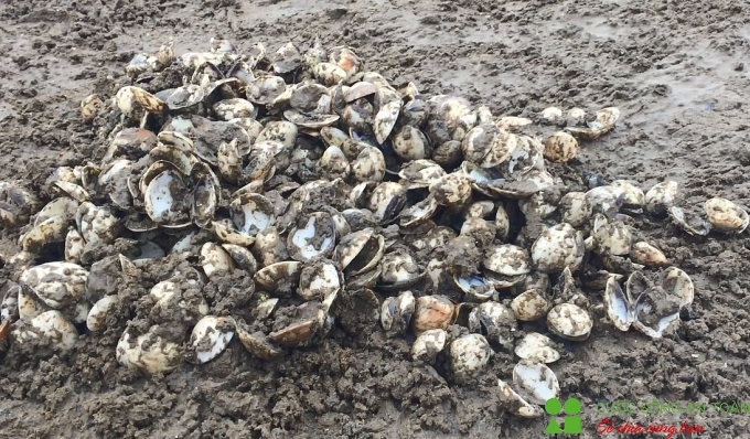 Nghệ An: Ngao chết la liệt, người nuôi thiệt hại hàng tỷ đồng nghe an ngao chet la liet nguoi nuoi thiet hai hang ty dong