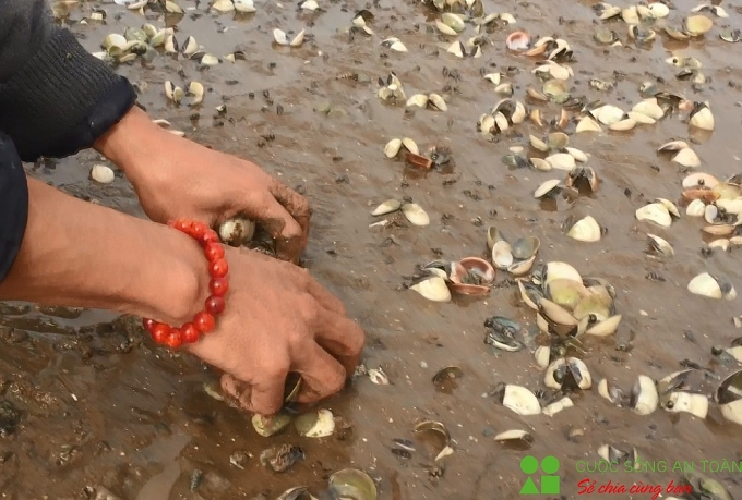 Nghệ An: Ngao chết la liệt, người nuôi thiệt hại hàng tỷ đồng nghe an ngao chet la liet nguoi nuoi thiet hai hang ty dong