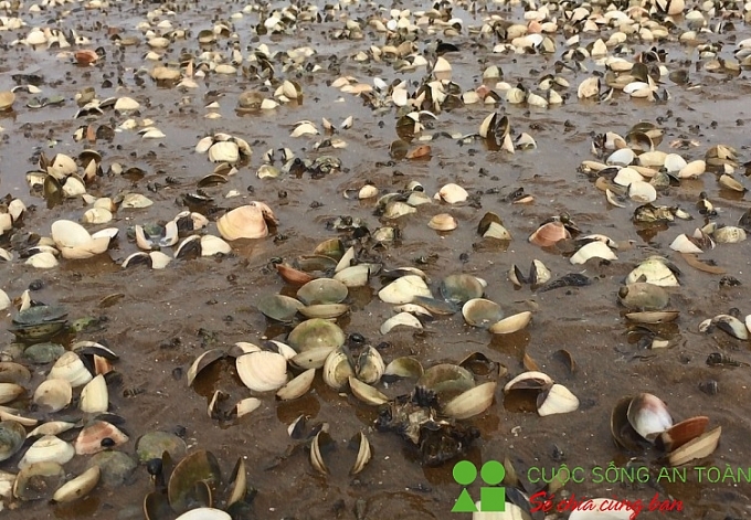 Nghệ An: Ngao chết la liệt, người nuôi thiệt hại hàng tỷ đồng nghe an ngao chet la liet nguoi nuoi thiet hai hang ty dong