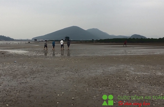 Nghệ An: Ngao chết la liệt, người nuôi thiệt hại hàng tỷ đồng nghe an ngao chet la liet nguoi nuoi thiet hai hang ty dong