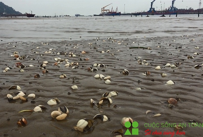 Nghệ An: Ngao chết la liệt, người nuôi thiệt hại hàng tỷ đồng nghe an ngao chet la liet nguoi nuoi thiet hai hang ty dong