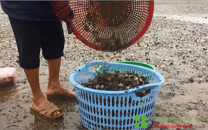 Nghệ An: Ngao chết la liệt, người nuôi thiệt hại hàng tỷ đồng nghe an ngao chet la liet nguoi nuoi thiet hai hang ty dong