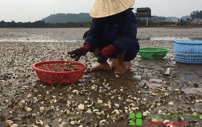 Nghệ An: Ngao chết la liệt, người nuôi thiệt hại hàng tỷ đồng nghe an ngao chet la liet nguoi nuoi thiet hai hang ty dong