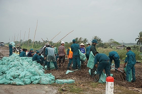 ca mau danh chim sa lan xep 10000 bao tai cat cuu de bien