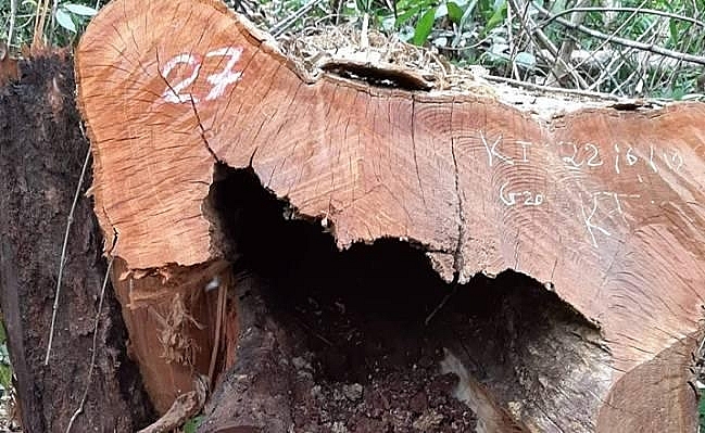 Gần 100 cây gỗ rừng nguyên sinh Vườn quốc gia Pù Mát bị đốn hạ gan 100 cay go rung nguyen sinh vuon quoc gia pu mat bi don ha