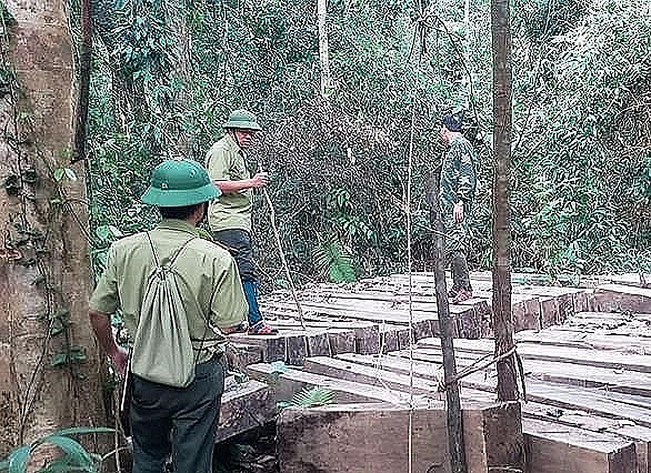 Gần 100 cây gỗ rừng nguyên sinh Vườn quốc gia Pù Mát bị đốn hạ gan 100 cay go rung nguyen sinh vuon quoc gia pu mat bi don ha