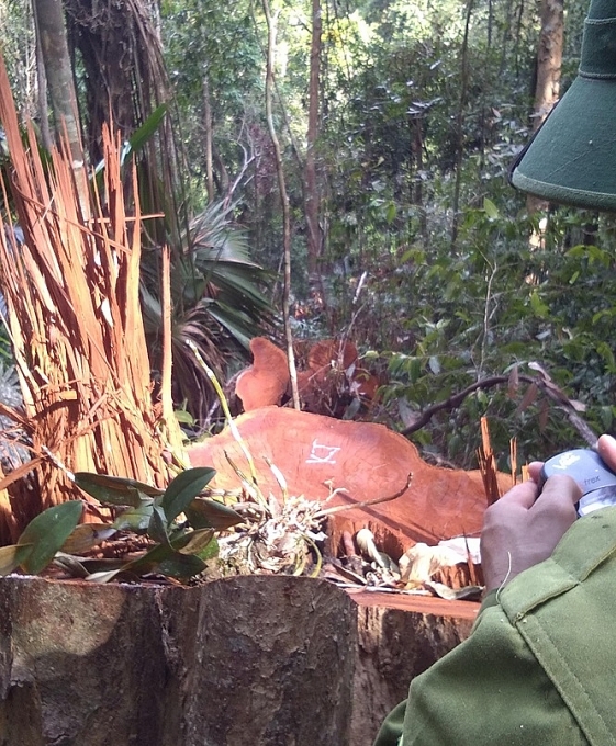 Gần 100 cây gỗ rừng nguyên sinh Vườn quốc gia Pù Mát bị đốn hạ gan 100 cay go rung nguyen sinh vuon quoc gia pu mat bi don ha