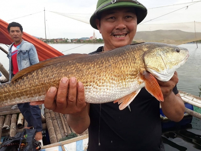 Ngư dân bắt được cá lạ, nghi là cá sủ vàng quý hiếm ngu dan bat duoc ca la nghi la ca su vang quy hiem