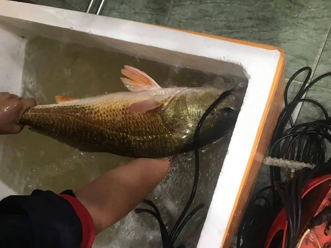 Ngư dân bắt được cá lạ, nghi là cá sủ vàng quý hiếm ngu dan bat duoc ca la nghi la ca su vang quy hiem