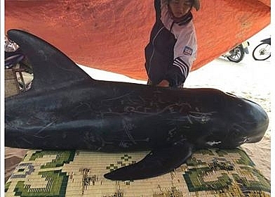 ca voi nang hon 1 ta dat vao bo bien duoc ngu dan giai cuu thanh cong