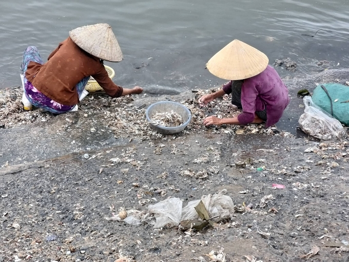 Ô nhiễm nghiêm trọng tại cảng cá lớn nhất xứ Nghệ o nhiem nghiem trong tai cang ca lon bac nhat xu nghe