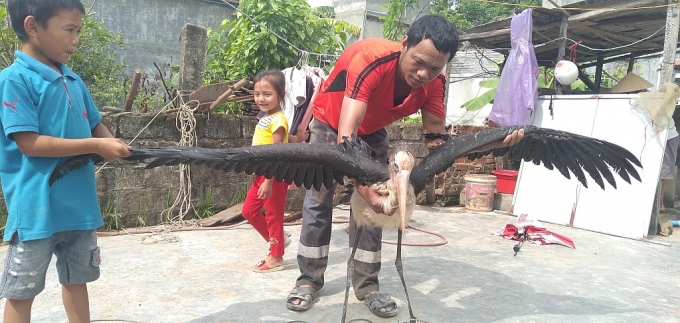 Nông dân bắt được chim khổng lồ, nghi là loài chim quý hiếm nong dan bat duoc chim khong lo nghi la loai chim quy hiem