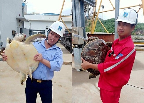 Thả cá thể đồi mồi quý hiếm nặng hơn 10 kg về với tự nhiên tha ca the doi moi quy hiem nang hon 10kg ve voi tu nhien