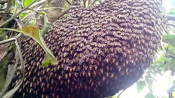 Phát bụi cây bắt ong, một người đàn ông bị đốt tử vong phat bui cay bat ong mot nguoi dan ong bi dot tu vong