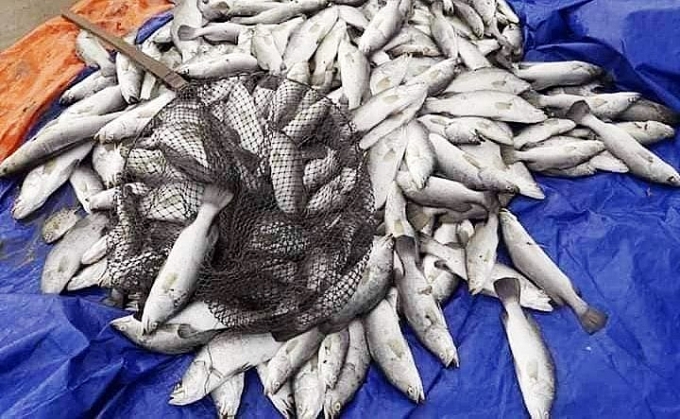 Người nuôi cá lồng bè khóc ròng vì trăm tấn cá chết không rõ nguyên nhân nguoi nuoi ca long be khoc rong vi tram tan ca chet khong ro nguyen nhan