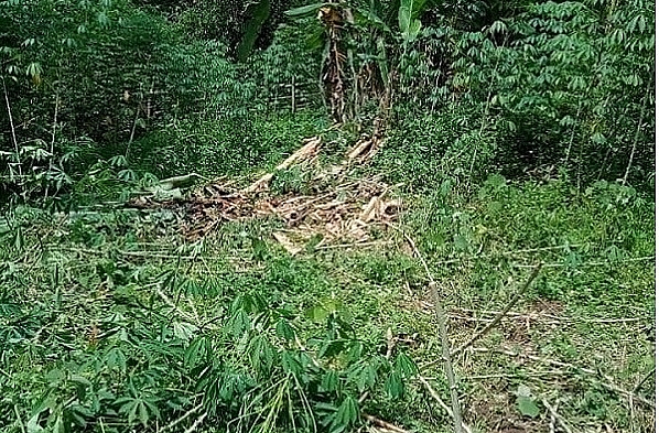 voi rung ra tham lua nguoi dan phai dung chieng trong xua duoi