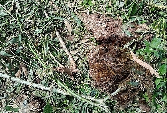 voi rung ra tham lua nguoi dan phai dung chieng trong xua duoi