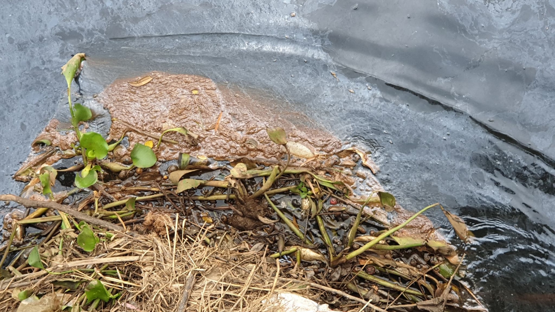 Xác minh đường ống cạnh nhà máy bia xả thải trực tiếp ra môi trường