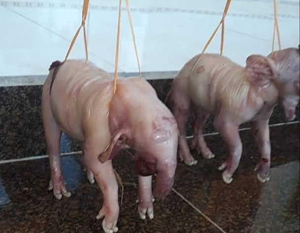 Kỳ lạ "lợn đẻ ra voi", hàng trăm người hiếu kỳ đến xem ky la lon de ra voi hang tram nguoi hieu ky den xem