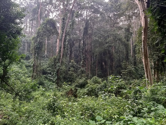 la phoi xanh noi mien tay xu nghe thanh noi tap ket rac thai