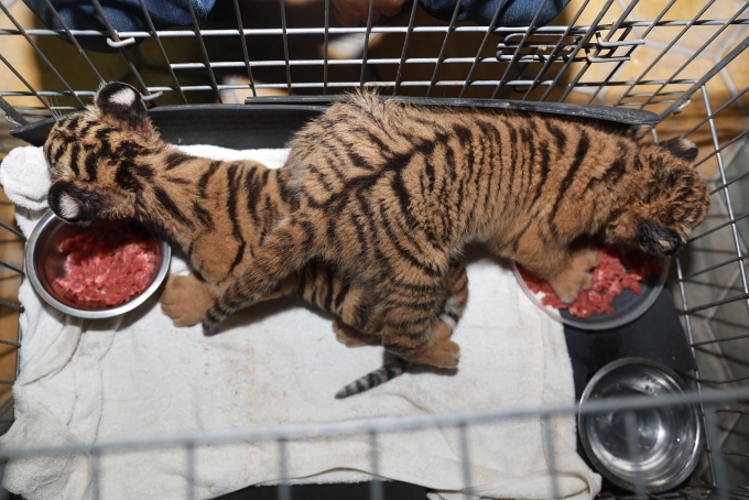 Phát hiện vụ vận chuyển 2 cá thể hổ con quý hiếm ở khu vực biên giới phat hien vu van chuyen 2 ca the ho con quy hiem o khu vuc bien gioi