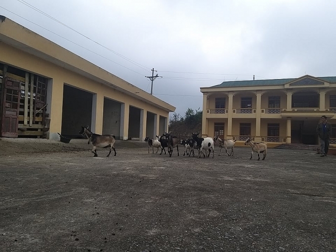 Phòng khám 11 tỷ đồng ở huyện biên giới nghèo nhất xứ Nghệ chỉ để chăn thả dê phong kham 11 ty dong o huyen bien gioi ngheo nhat xu nghe chi de chan tha de