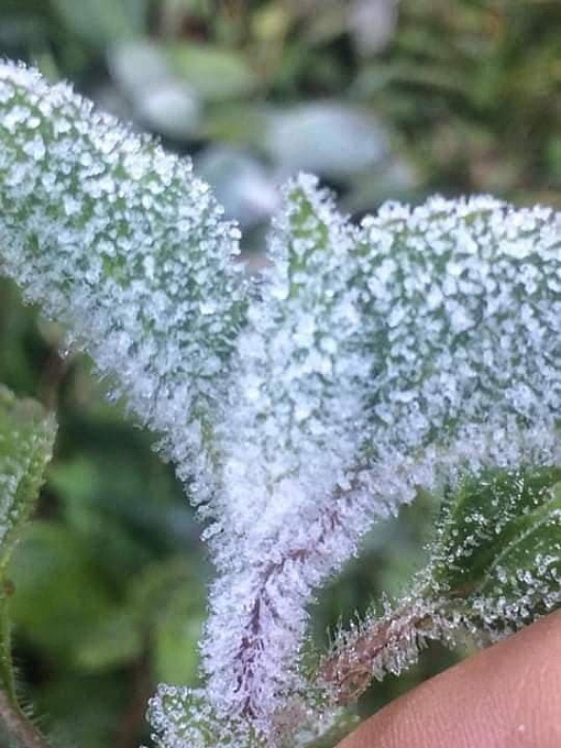 Lạnh 1°C, nhiều bản vùng cao xứ Nghệ xuất hiện băng giá lanh 1 c nhieu ban vung cao xu nghe xuat hien bang gia