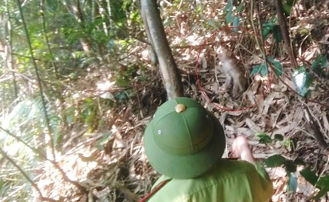 2 cá thể khỉ vàng quý hiếm được thả về Vườn quốc gia 2 ca the khi vang quy hiem duoc tha ve vuon quoc gia