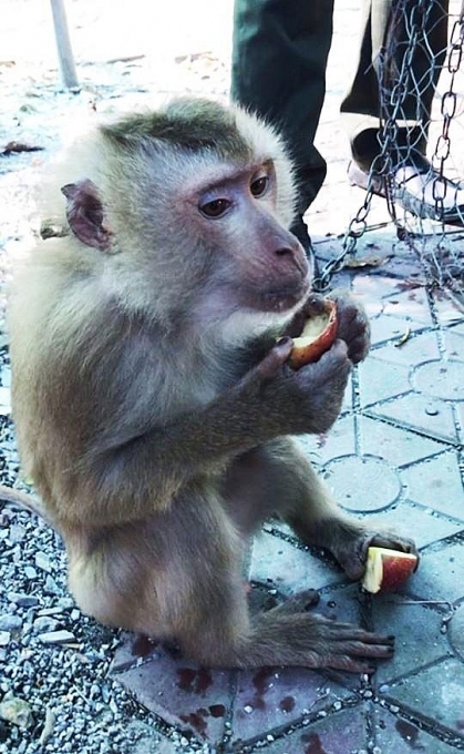 2 cá thể khỉ vàng quý hiếm được thả về Vườn quốc gia 2 ca the khi vang quy hiem duoc tha ve vuon quoc gia