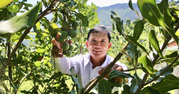 Đồi mắc ca trù phú mở hướng làm giàu ở miền tây Quảng Ngãi