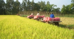 Vụ Hè Thu 2022: Diện tích và sản lượng lúa cùng giảm