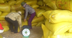 Giá lúa gạo bắt đầu tăng sau "sự kiện Ấn Độ"