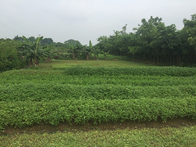 nguoi mua nha dinh bay du an viet inc cua cong ty hung hai