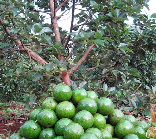 Sau bão số 5, cây trồng chưa ghi nhận nhiều thiệt hại sau bao so 5 cay trong chua ghi nhan nhieu thiet hai