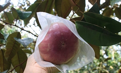 Vú sữa đầu mùa tăng giá: Thực tế đáng suy ngẫm từ thủ phủ trái cây miền Tây