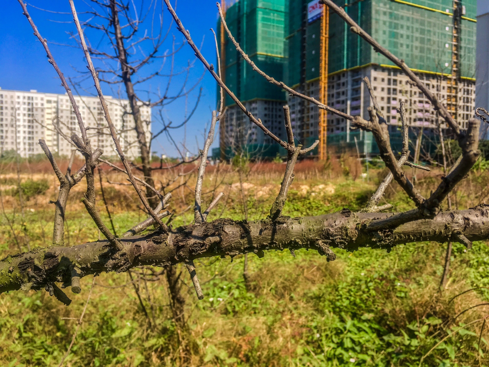 nhieu goc dao chet kho lo ngai that thu khi tet can ke