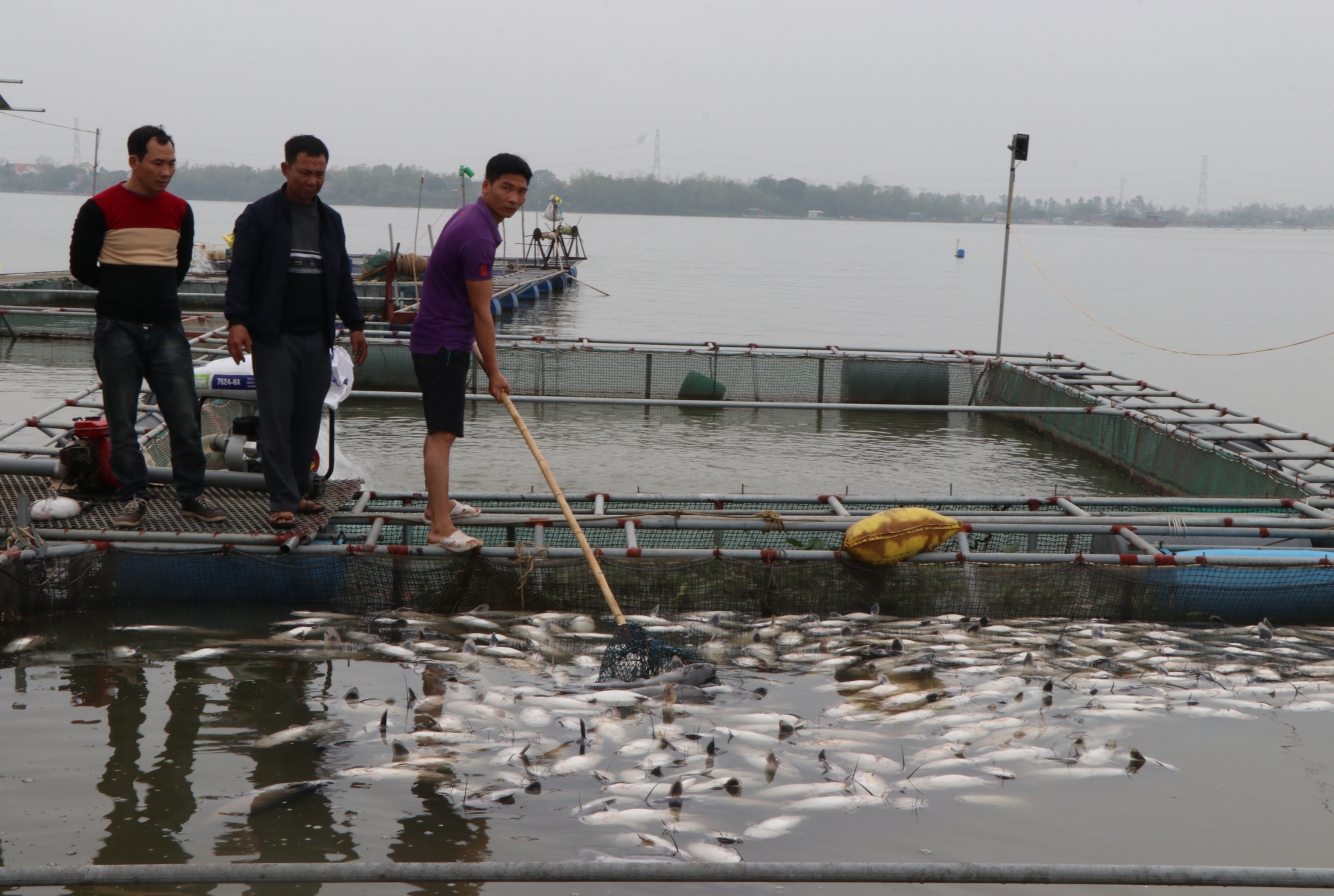 Nghi do ô nhiễm nguồn nước gây cá chết, thiệt hại của người dân nhiều tỷ đồng nghi do o nhiem nguon nuoc gay ca chet thiet hai cua nguoi dan nhieu ty dong