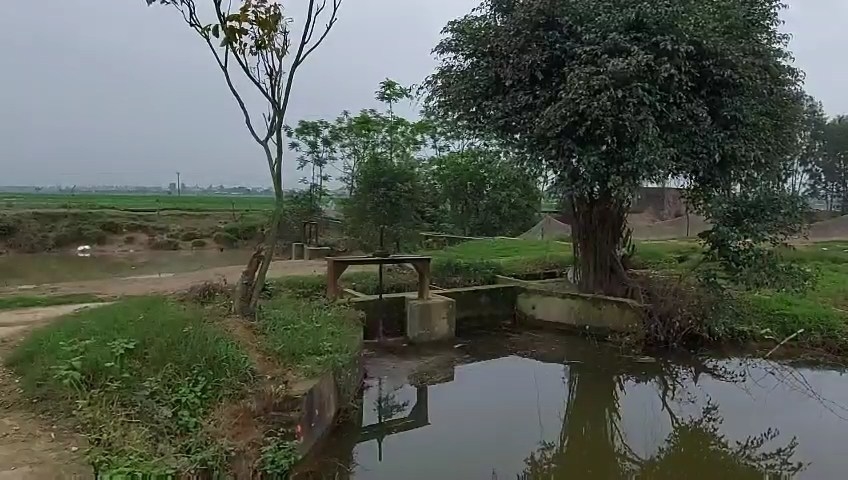 hai duong lai them kho khung noi tang dong vat chua ro nguon goc