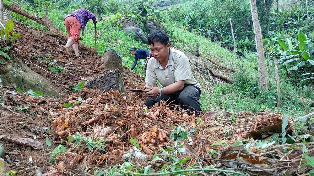 Phát huy hiệu quả mô hình sản xuất tinh bột Nghệ của người H’Mông Phát huy hiệu quả mô hình sản xuất tinh bột Nghệ của người H’Mông