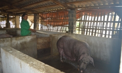 Nữ công nhân lao động tiêu biểu trong phong trào thi đua “Giỏi việc nước, đảm việc nhà”